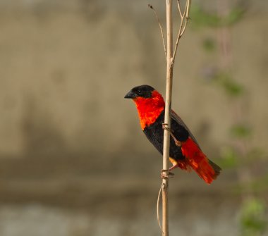 Northern Red Bishop clipart