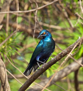 Lesser Blue-eared Glossy Starling clipart