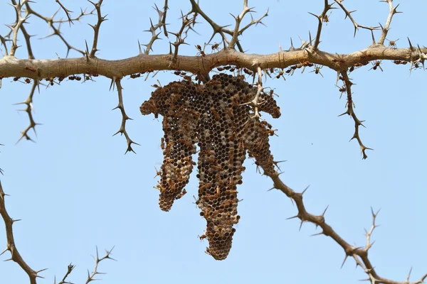 Gniazdo osy w Gambii — Zdjęcie stockowe