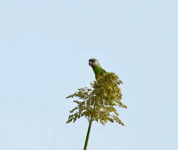 Papoušek senegalský — Stock fotografie