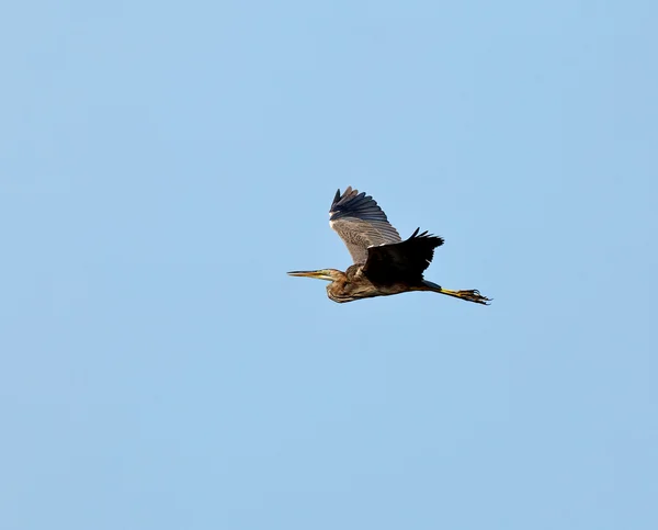 Purple Heron in flight — Stock Photo, Image