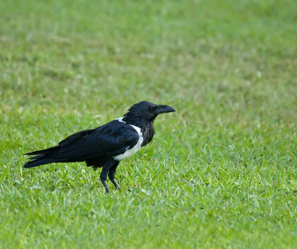 Pied Crow — Stock Photo, Image