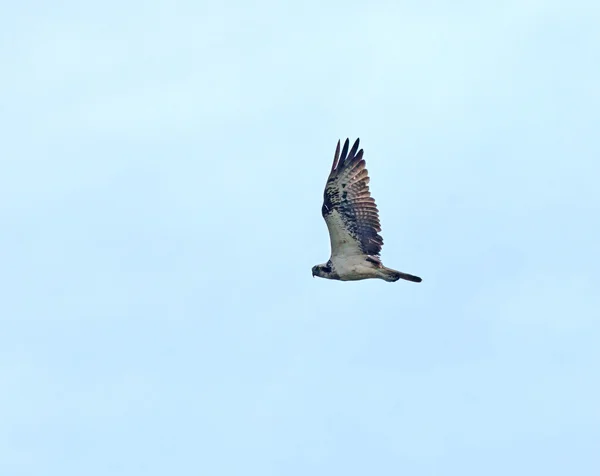 Osprey Volando — Foto de Stock