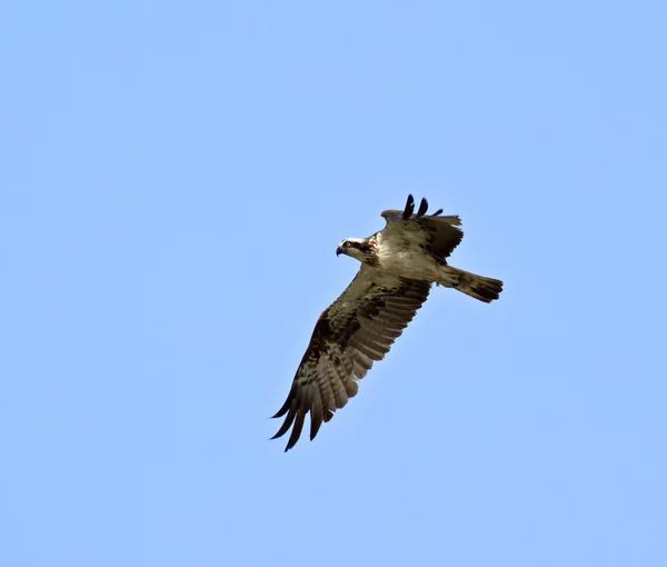 Osprey. — Foto de Stock