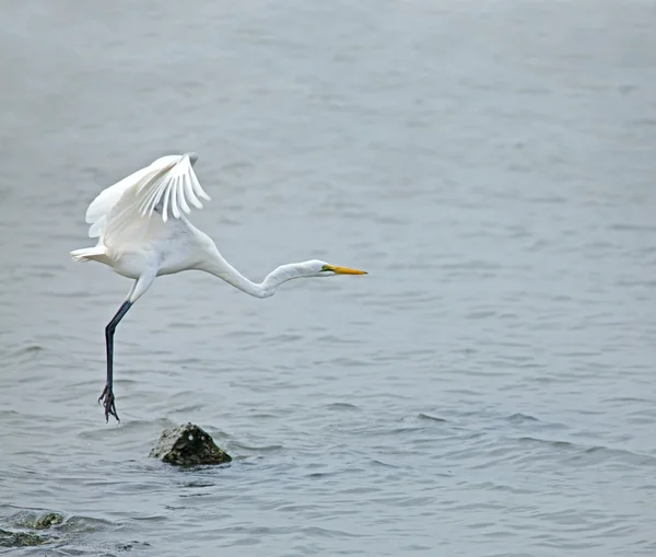 Great White Egret despegando — Foto de Stock