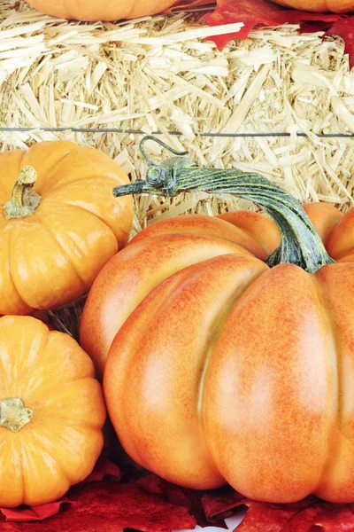Pumpkins — Stock Photo, Image