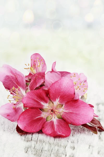 Apfelblüten — Stockfoto