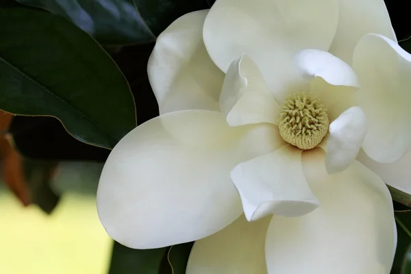 stock image Magnolia Blossom