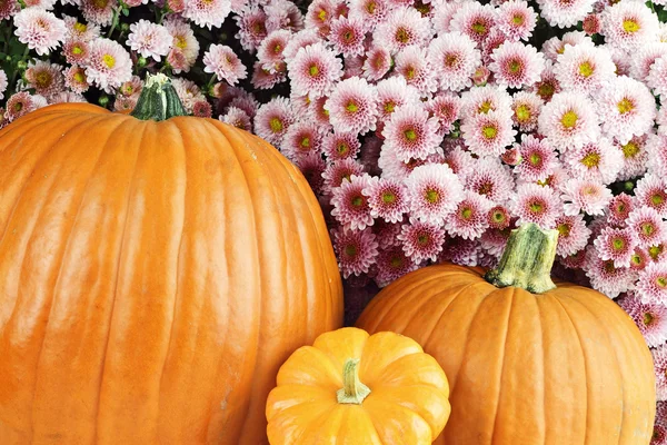 Pumpkins and Chyrsanthemums — Stock Photo, Image