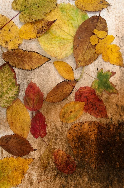 Art grunge background with autumn leaves — Stock Photo, Image