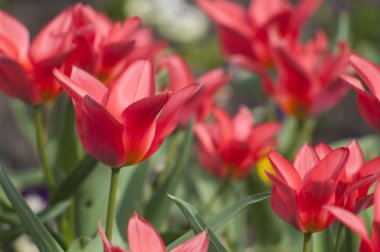 Beautiful red flowers in the garden clipart