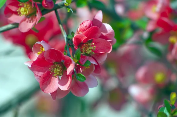 stock image Beautiful flowers in spring