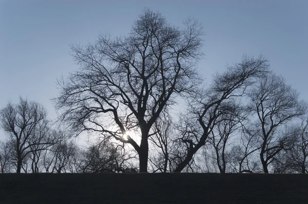 El sol brilla entre los árboles en la pequeña colina — Foto de Stock