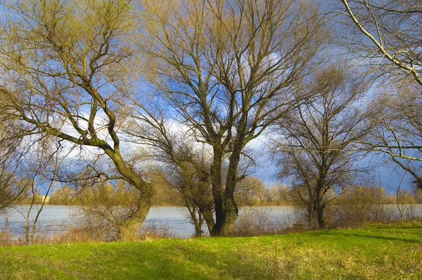 Gyönyörű folyóparti táj, zöld fű, a fák és a kék ég tele — Stock Fotó