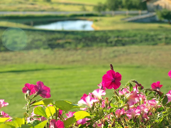 花のバルコニーから山カントリー ビュー — ストック写真