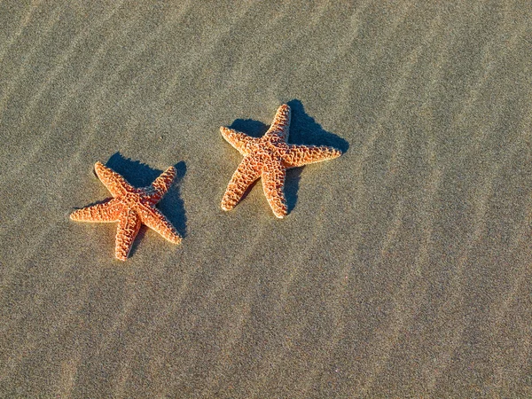 Dos estrellas de mar en la playa con olas de arena barridas por el viento — Foto de Stock