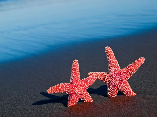 Two Red Starfish on the Beach with Ocean Waves in the Background — Stock Photo, Image