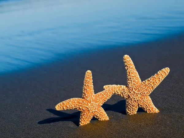 Okyanus dalgaları arka plan ile sahilde iki deniz yıldızı — Stok fotoğraf