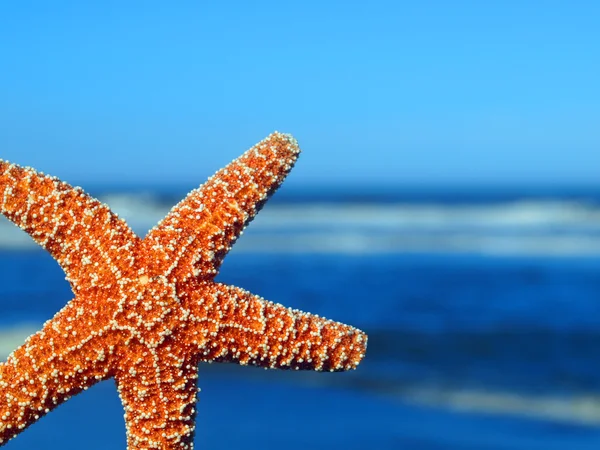 Una sola estrella de mar asomándose desde el borde con olas oceánicas en el fondo — Foto de Stock