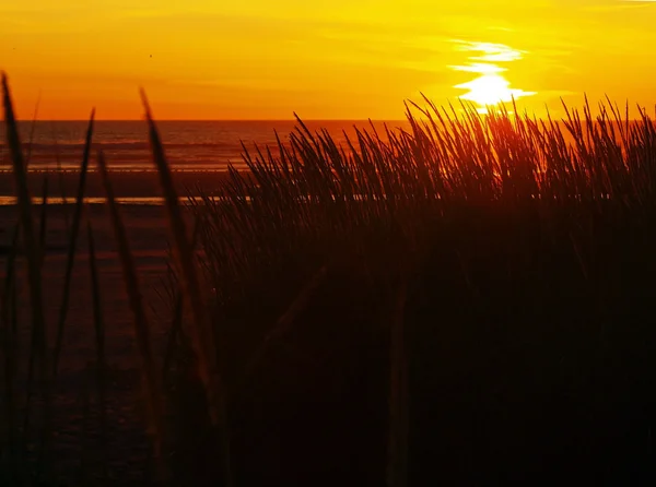 Pôr do sol dourado na praia com grama alta — Fotografia de Stock