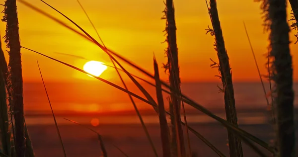 背の高い草のビーチの黄金の夕日 — ストック写真
