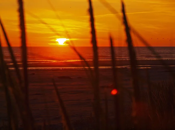 Pôr do sol dourado na praia com grama alta — Fotografia de Stock