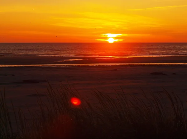 Золотой закат на пляже с высоким грассом — стоковое фото
