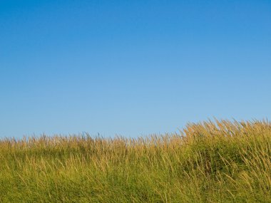 Green and Yellow Beach Grass with a Blue Clear Sky clipart