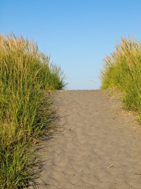 yeşil ve sarı beach çimenlerin üzerinde bir yol açık ve güneşli bir da da Ocean