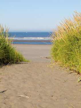 yeşil ve sarı beach çimenlerin üzerinde bir yol açık ve güneşli bir da da Ocean