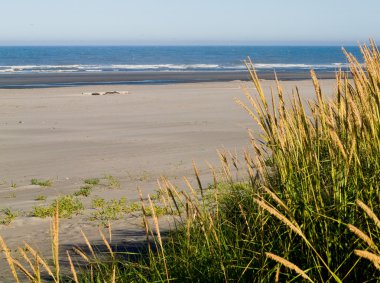 Green and Yellow Beach Grass at the Ocean clipart