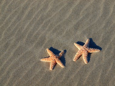 gölgeler rüzgârlı kumlu plajda iki deniz yıldızı ripples