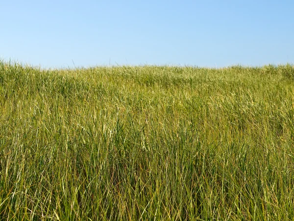 stock image Green and Yellow Beach Grass with a Blue Clear Sky