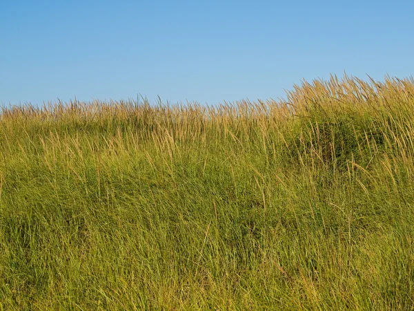 Erba verde e giallo spiaggia con un cielo blu chiaro — Foto Stock
