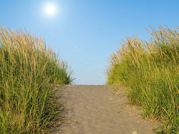 Green and Yellow Beach Grass on a Path to the Ocean on a Clear a — Stock Photo, Image