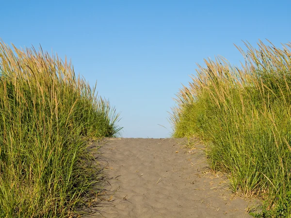 Zelené a žluté trávě beach na cestu k oceánu na jasné a slunečné da — Stock fotografie