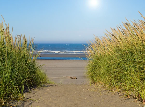 Green and Yellow Beach Grass on a Path to the Ocean on a Clear and Sunny Da — Stock Photo, Image