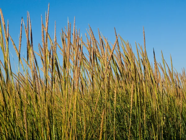 Zielona i żółta trawa plażowa z błękitnym, przejrzystym niebem — Zdjęcie stockowe