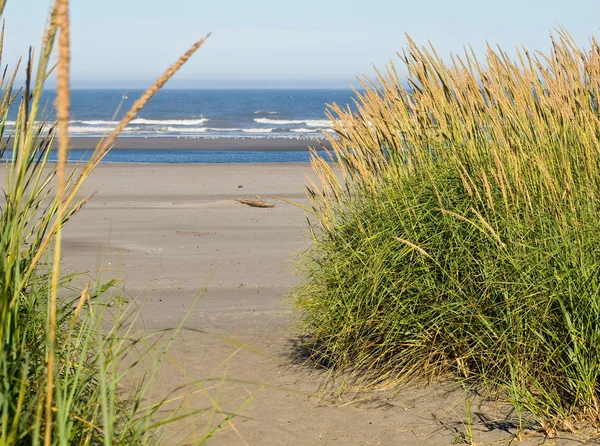 Zelené a žluté trávě beach na cestu k oceánu — Stock fotografie