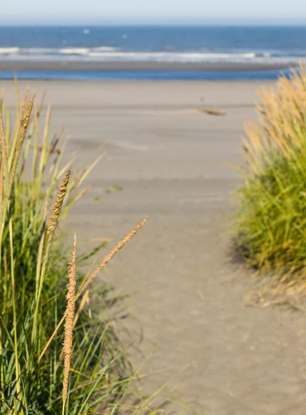 Зелений і жовтий пляж трава на шляху до океану — стокове фото