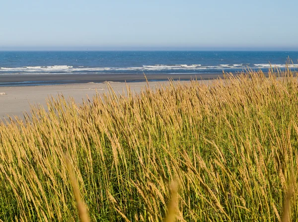 Zöld és sárga beach fű, az óceán utat — Stock Fotó