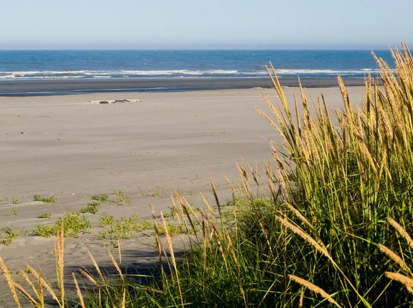 Зелений і жовтий пляж трава на березі океану — стокове фото
