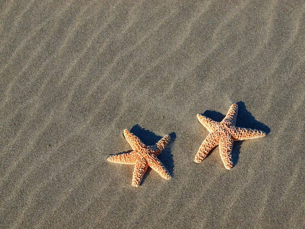 Dos estrellas de mar con sombras en la playa con olas de arena barridas por el viento — Foto de Stock