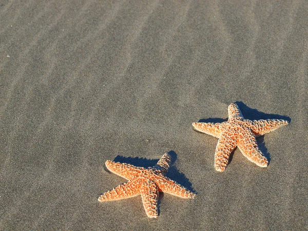 Duas estrelas do mar com sombras na praia com ondulações de areia varridas pelo vento — Fotografia de Stock