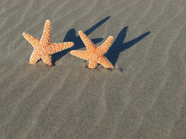 Dwa rozgwiazdy z cieniami na plaży z piaskiem, smagane wiatrem wsady — Zdjęcie stockowe