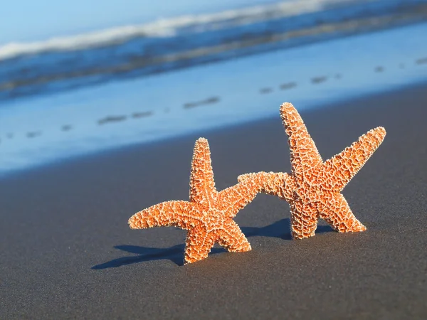 Dwa rozgwiazdy z cieniami na plaży z fale oceanu w tle — Zdjęcie stockowe