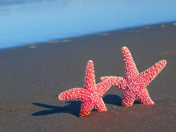 Dwa czerwone rozgwiazdy z cieniami na plaży oceanu fale w backgrou — Zdjęcie stockowe