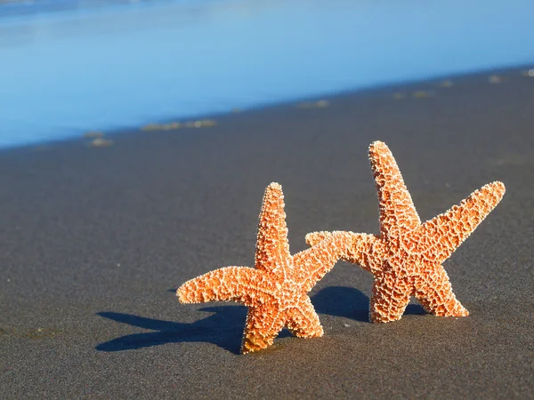 Dwa rozgwiazdy z cieniami na plaży z fale oceanu w tle — Zdjęcie stockowe