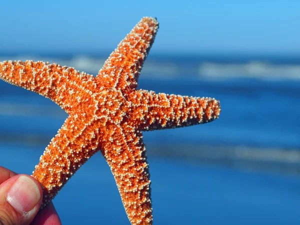 A Single Starfish Peeking from the Edge with Ocean Waves in the Background — Stock Photo, Image