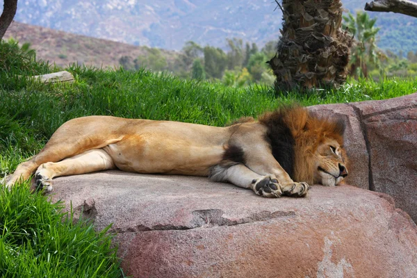 Leão dormindo em uma rocha — Fotografia de Stock